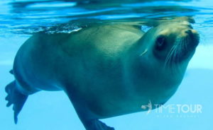 Wycieczka szkolna do fokarium
